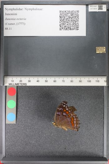 Media type: image;   Entomology 110874